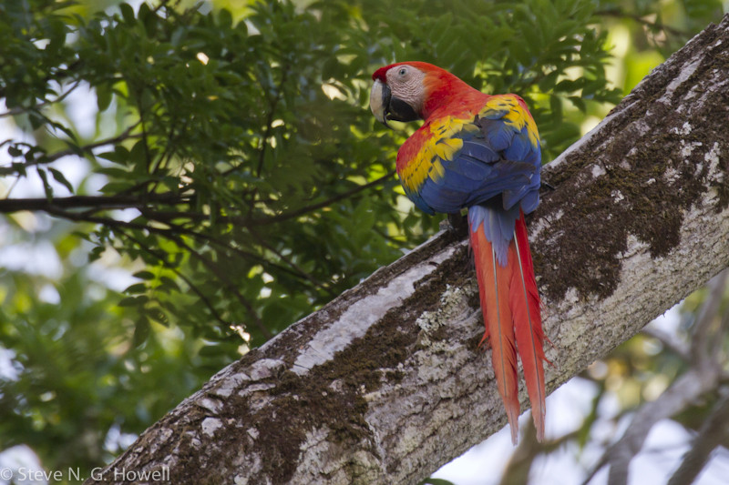 Our landing in Costa Rica offers a chance for Scarlet Macaws… Credit: Steve Howell